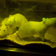 Illustration for article titled Scientists Create Families of Mutant, Drug-Producing Rats
